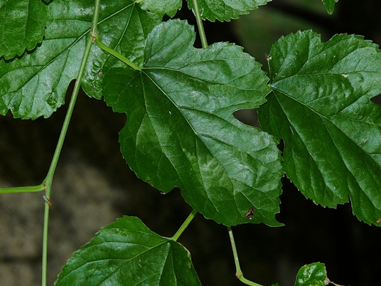 {Morus alba}